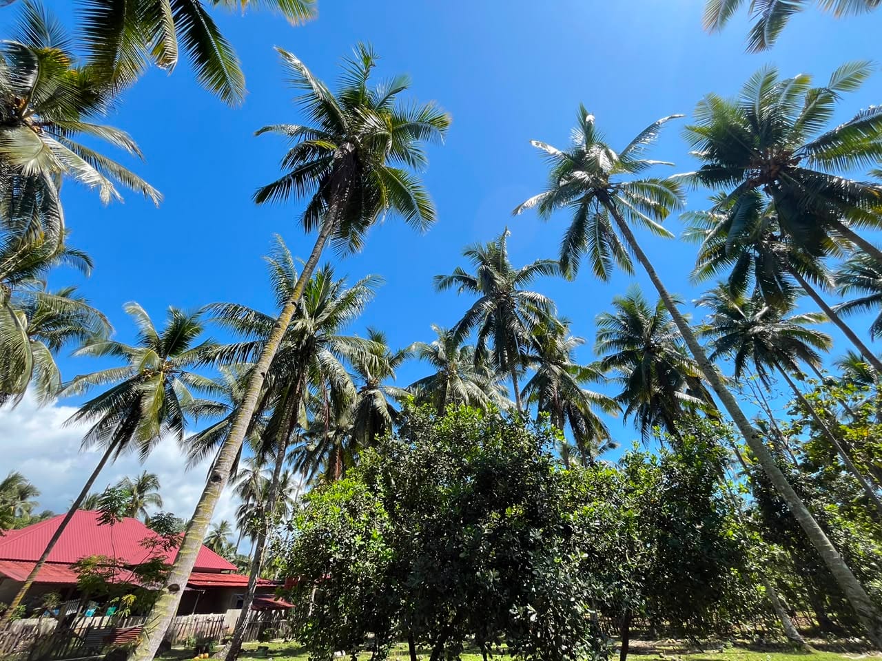 kelapa