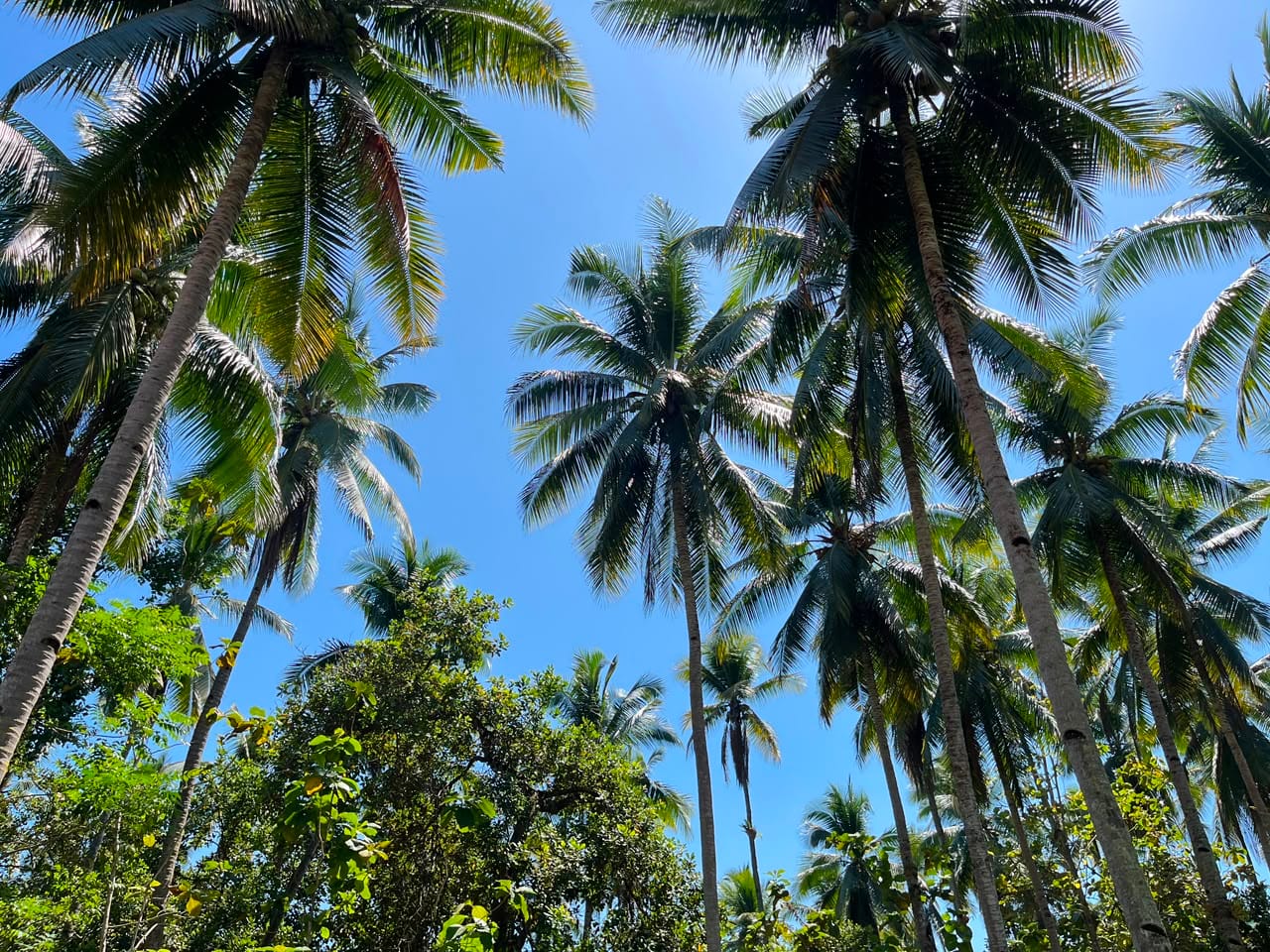 kelapa