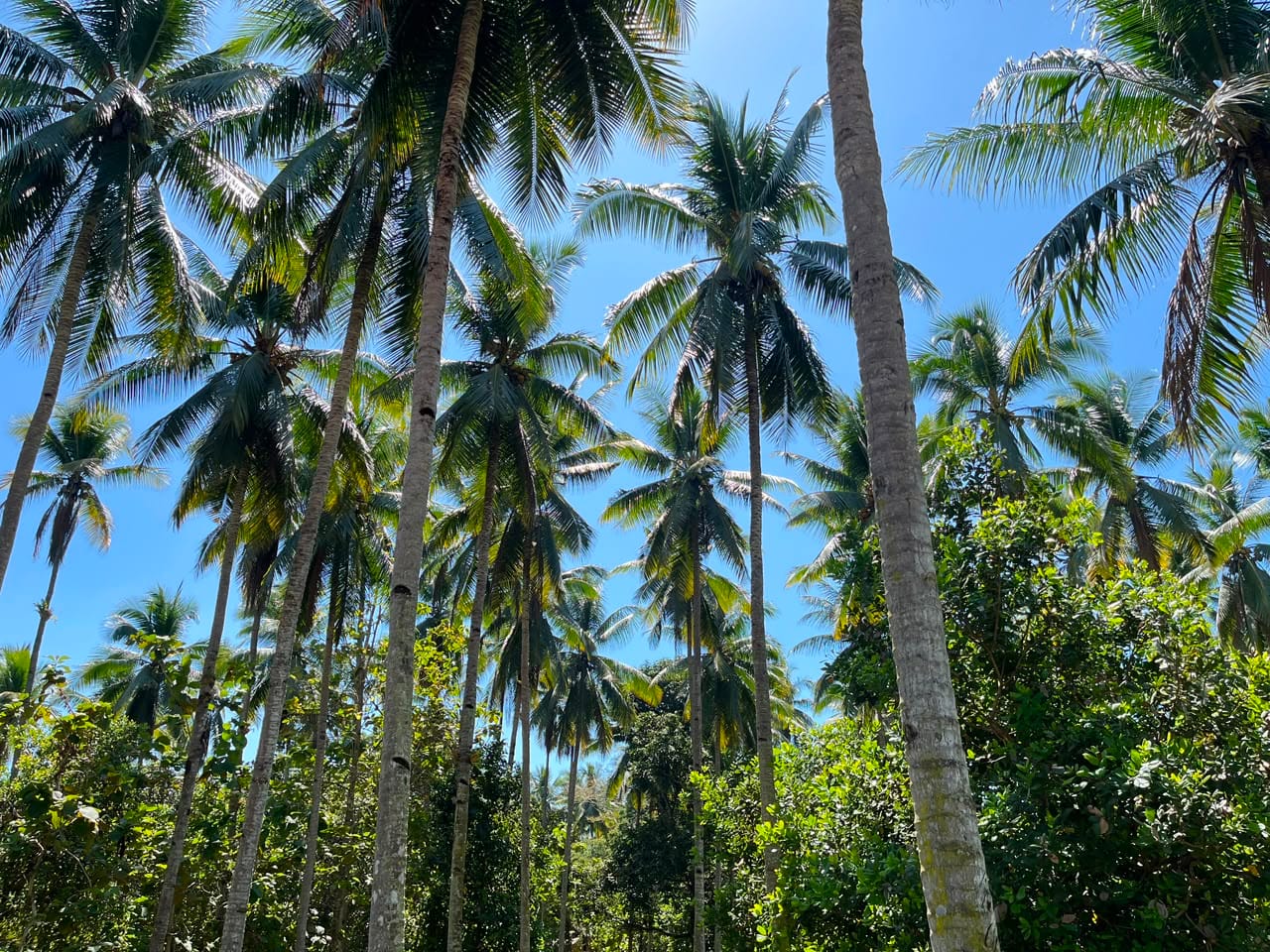 kelapa