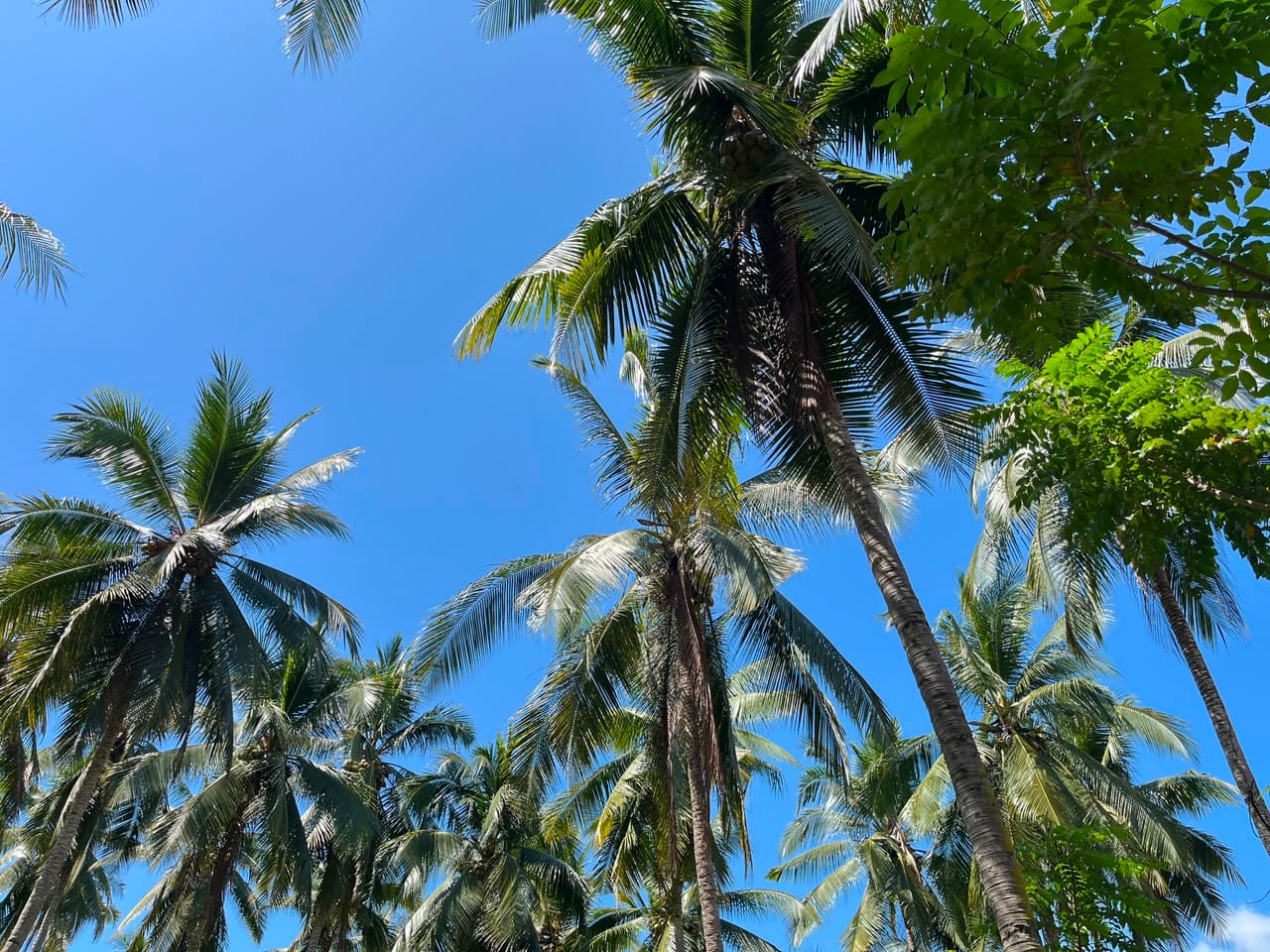 kelapa
