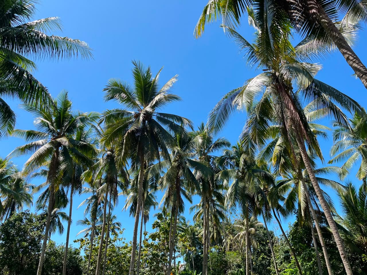 kelapa