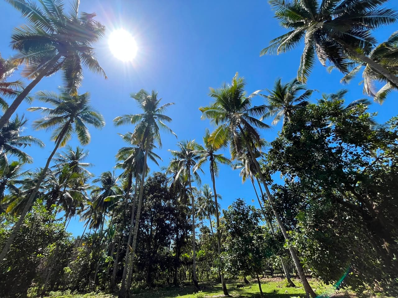 kelapa