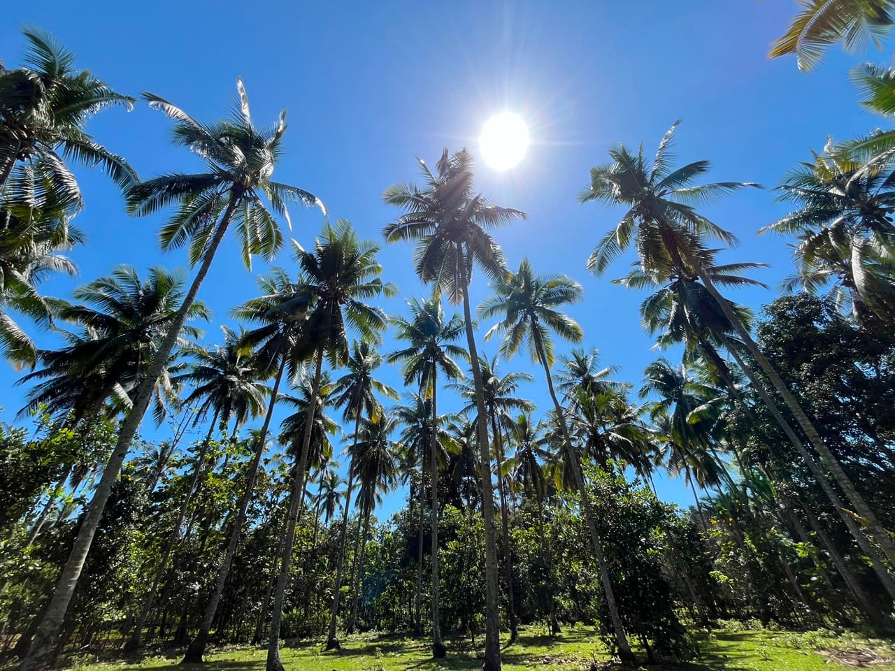 kelapa