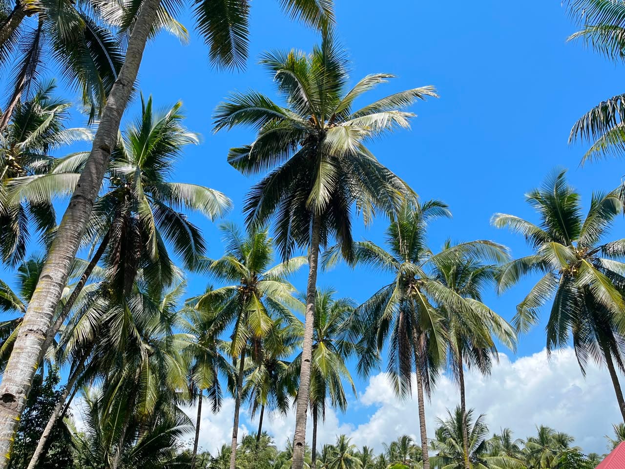 kelapa