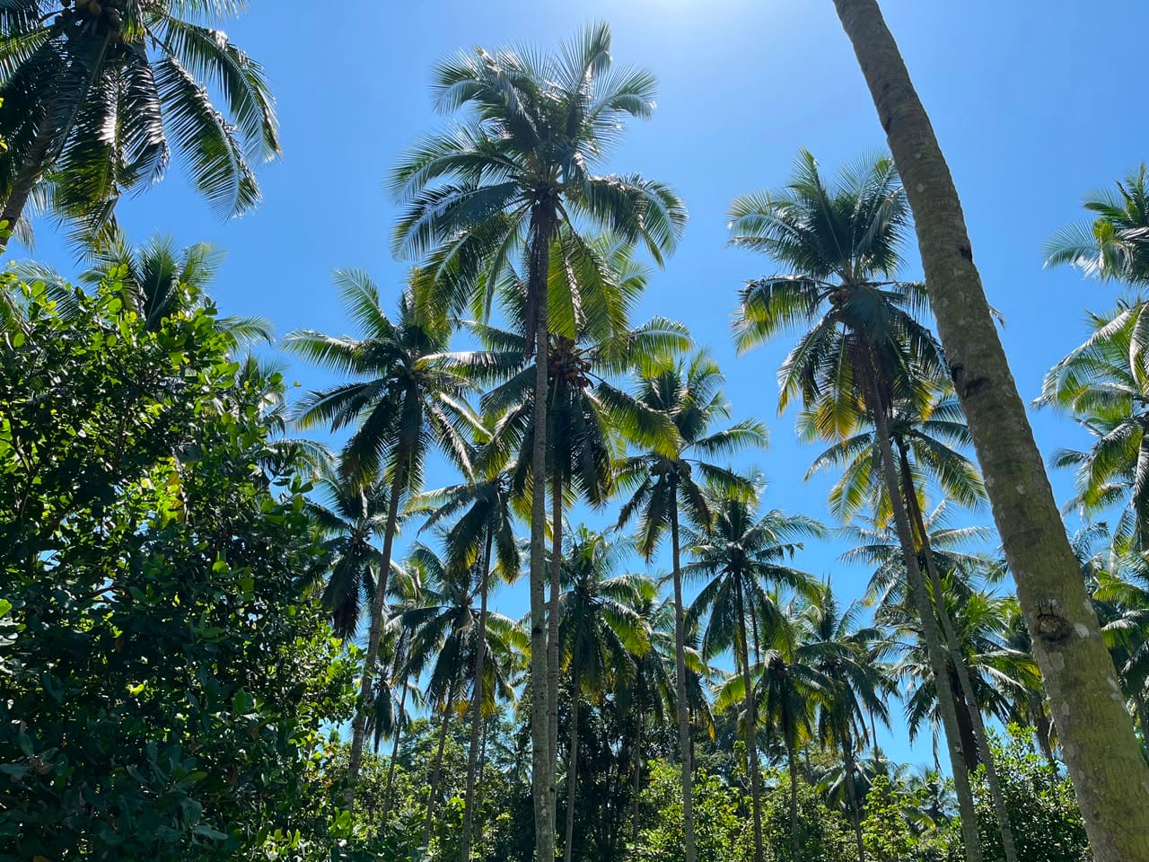 kelapa