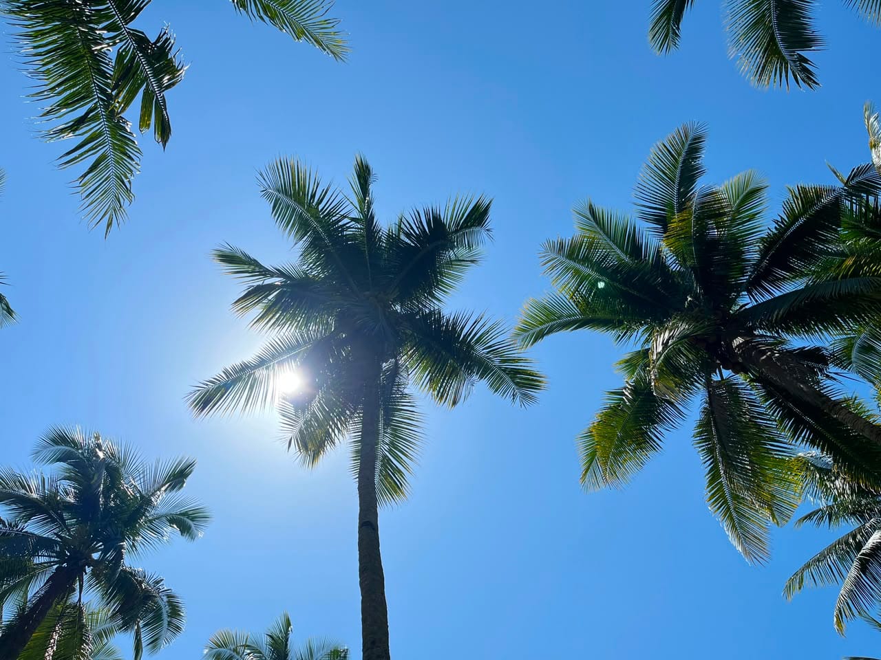 kelapa