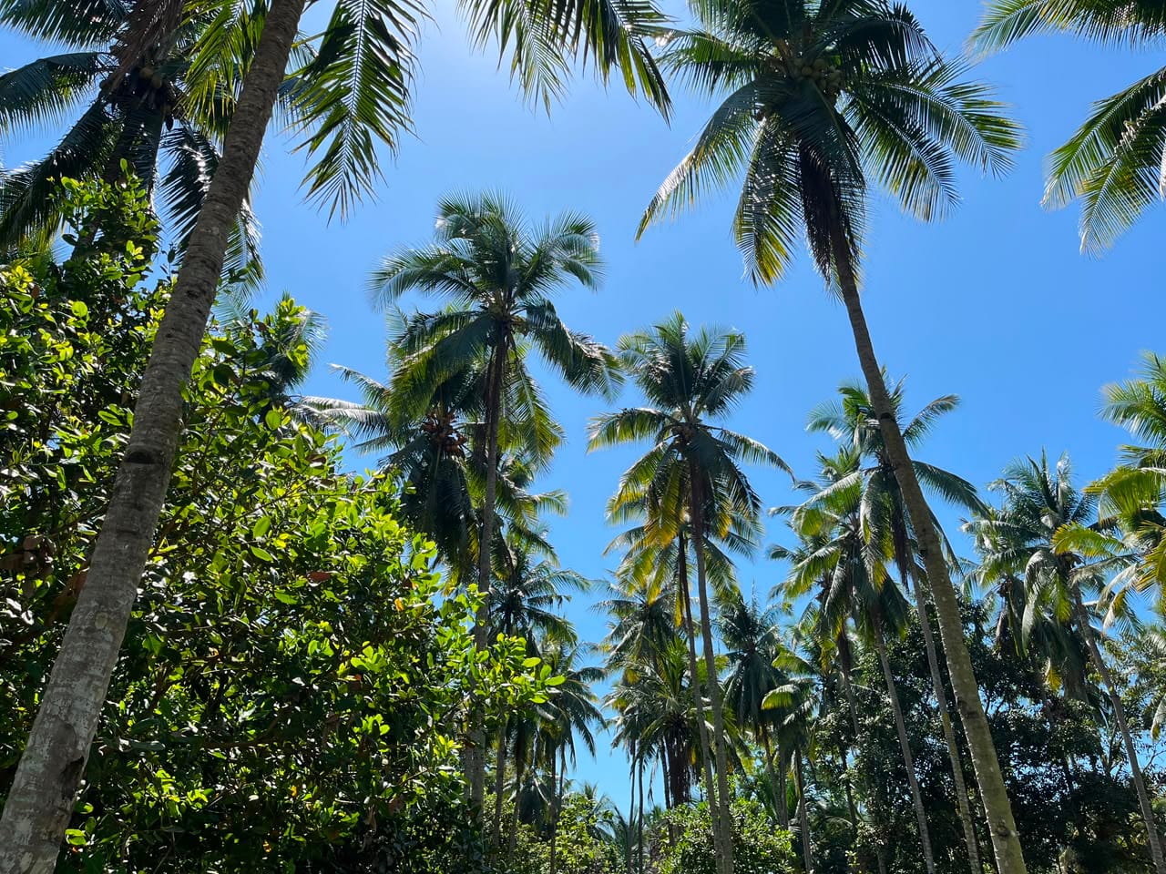 kelapa