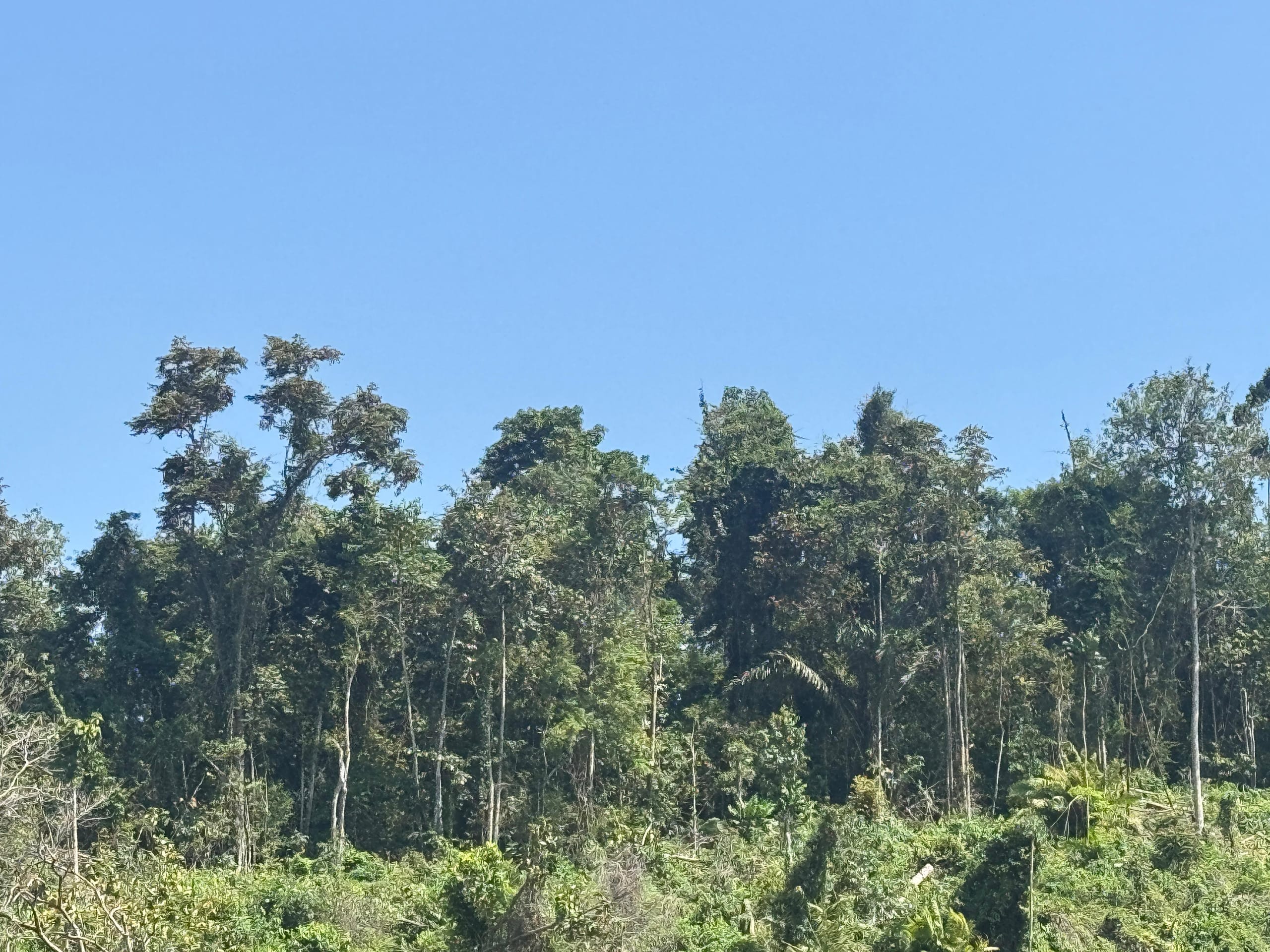 jati