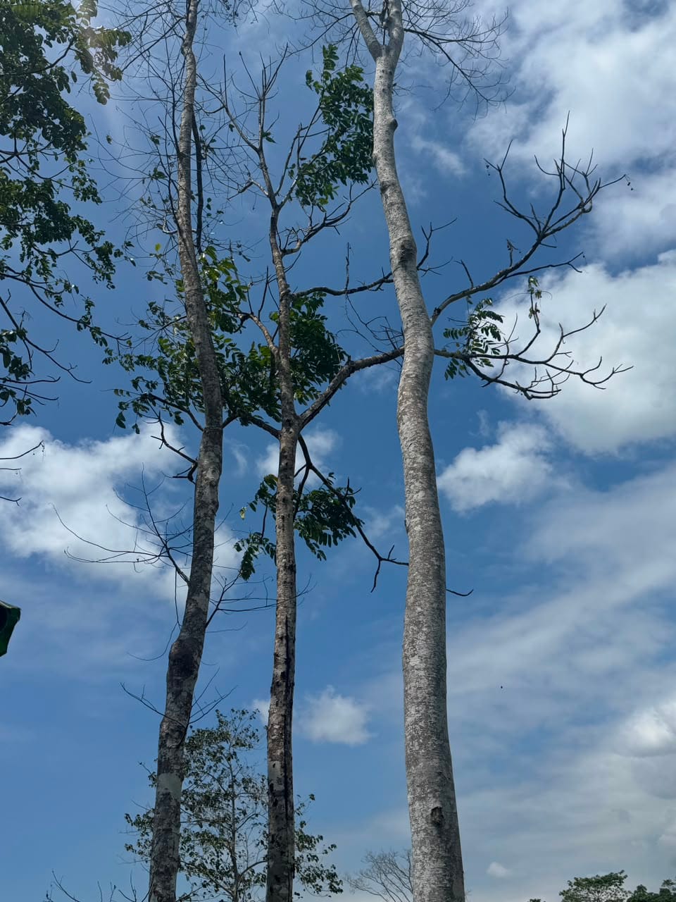 jati
