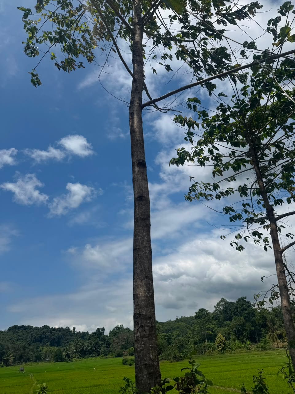 jati