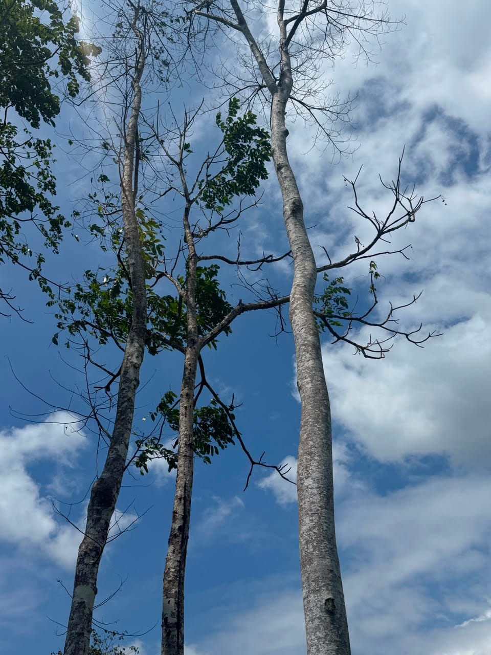 jati