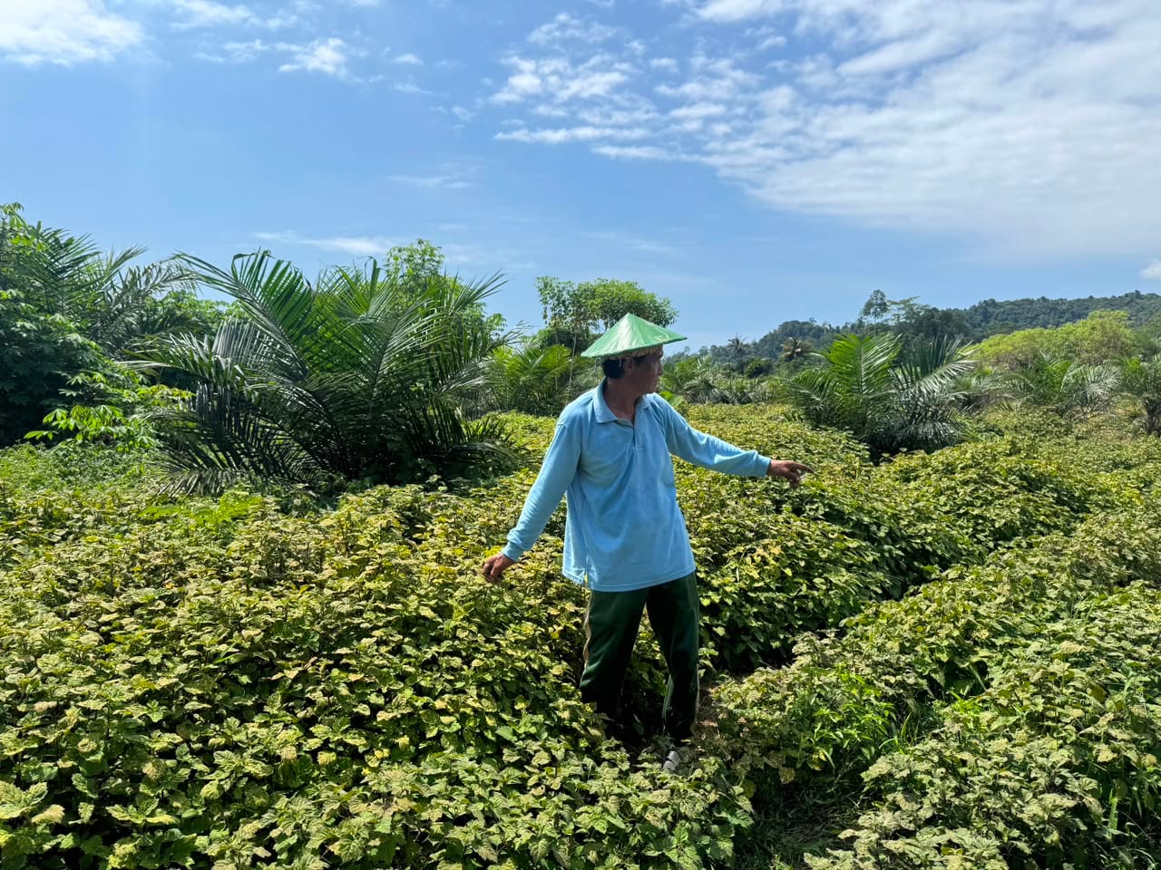 nilam
