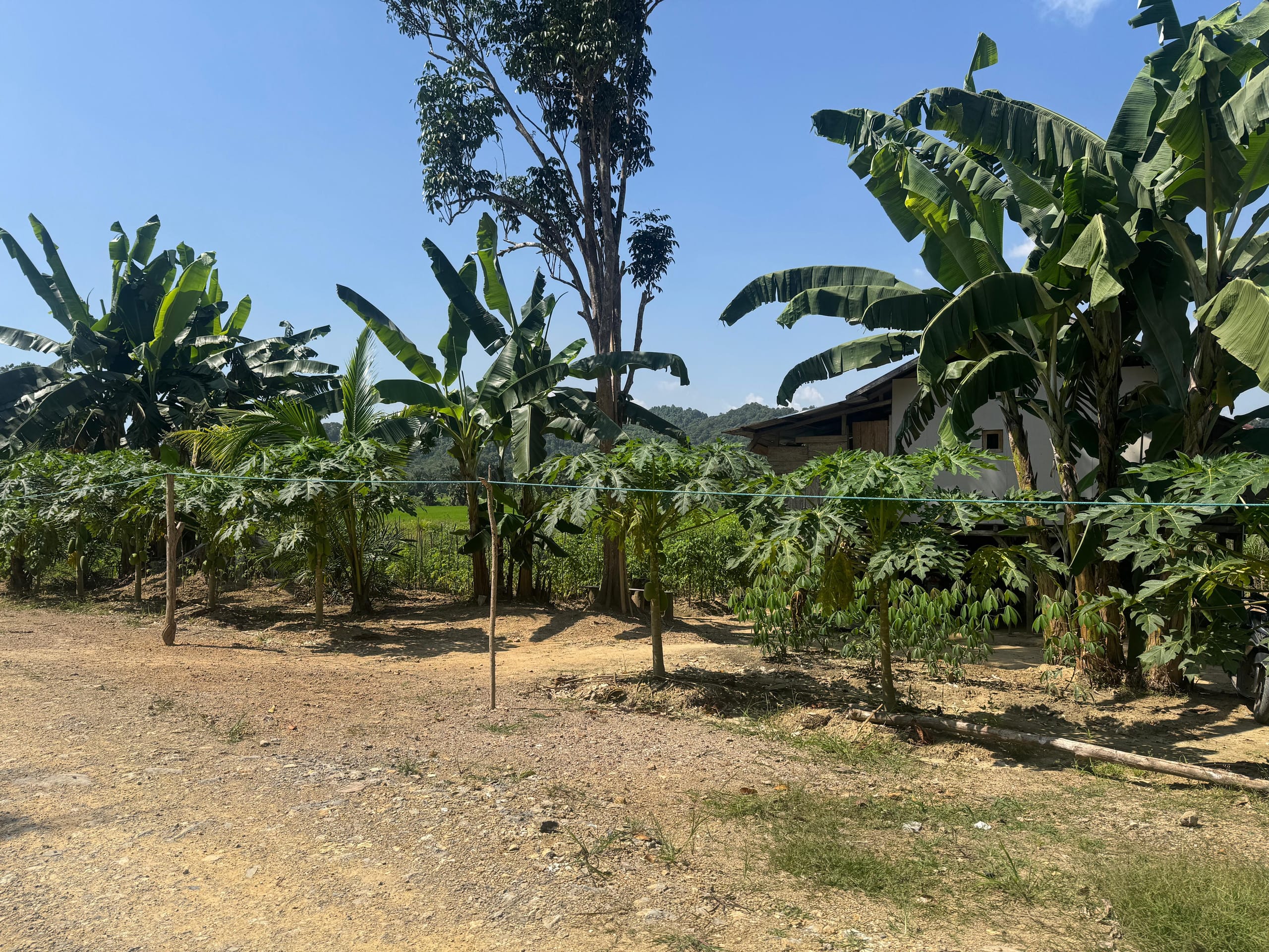 pepaya