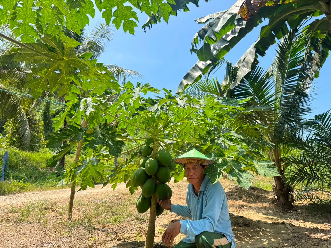 pepaya