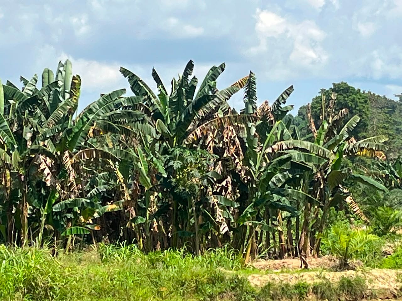 pisang