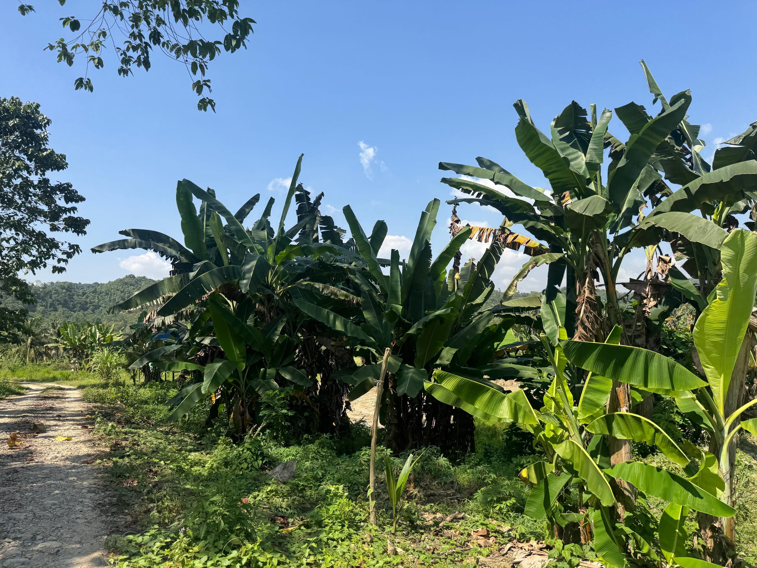 pisang