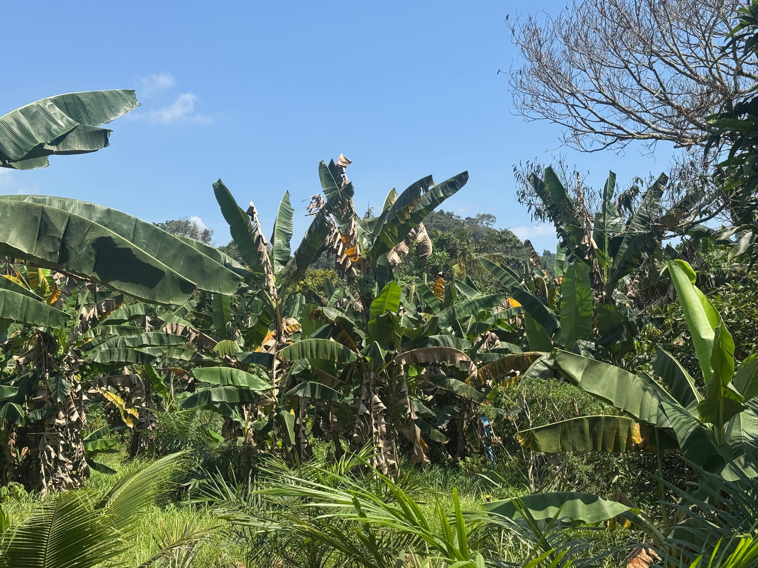 pisang