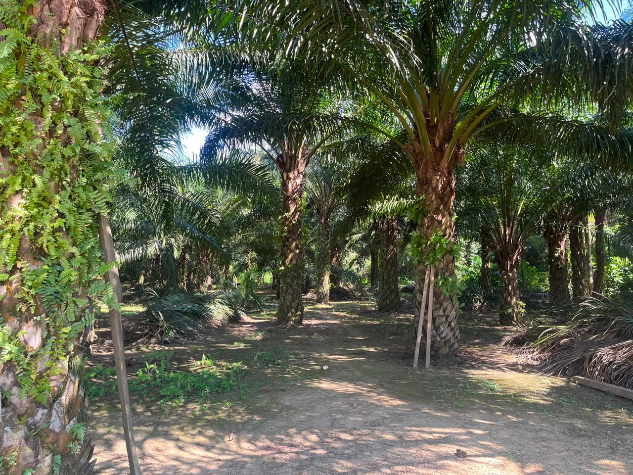sawit